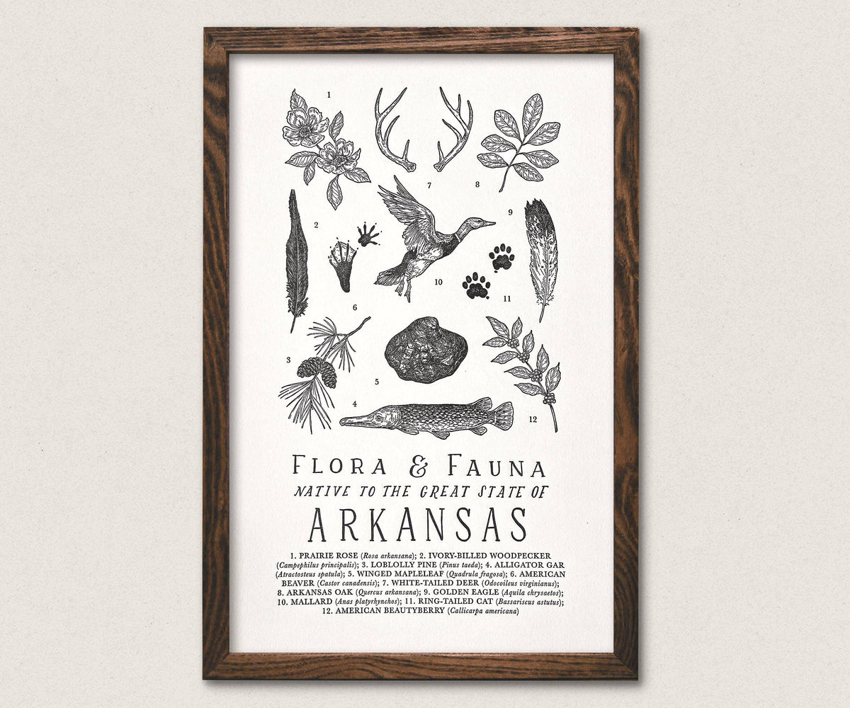 Arkansas Field Guide